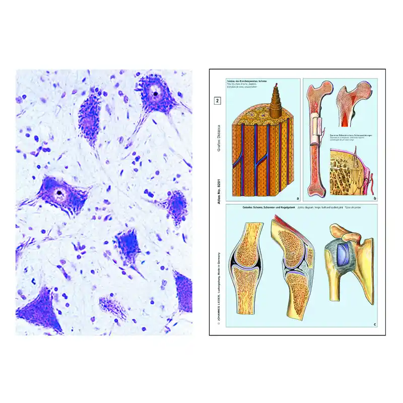 LIEDER Parasites, pathogenic bacteria and insect pests for veterinary medicine, (31 slides)