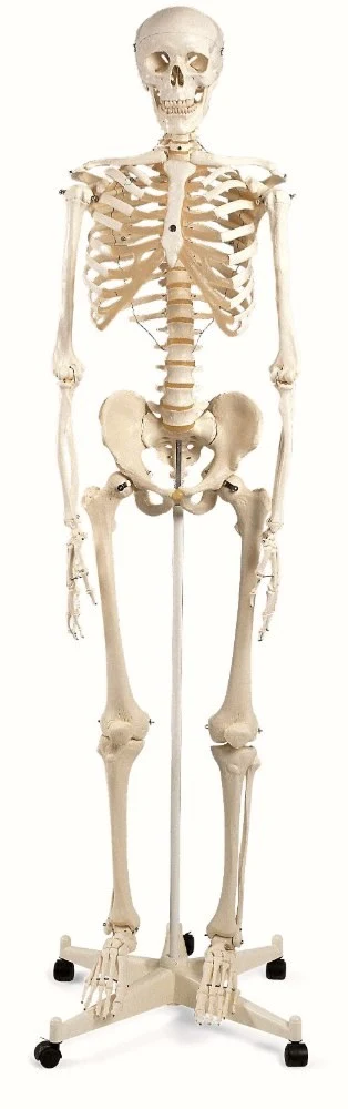 Classic human skeleton STAN on 5 feet roller stand, classic skeleton STAN