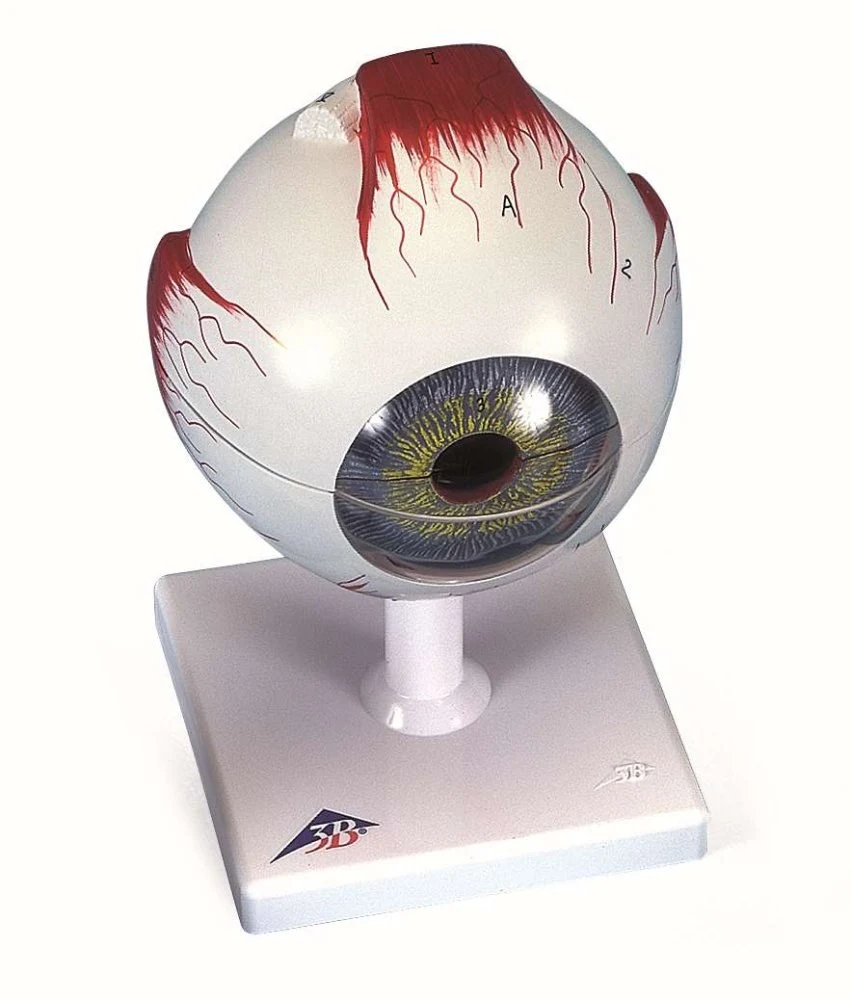 Eye, 5 times full-size, 6-part