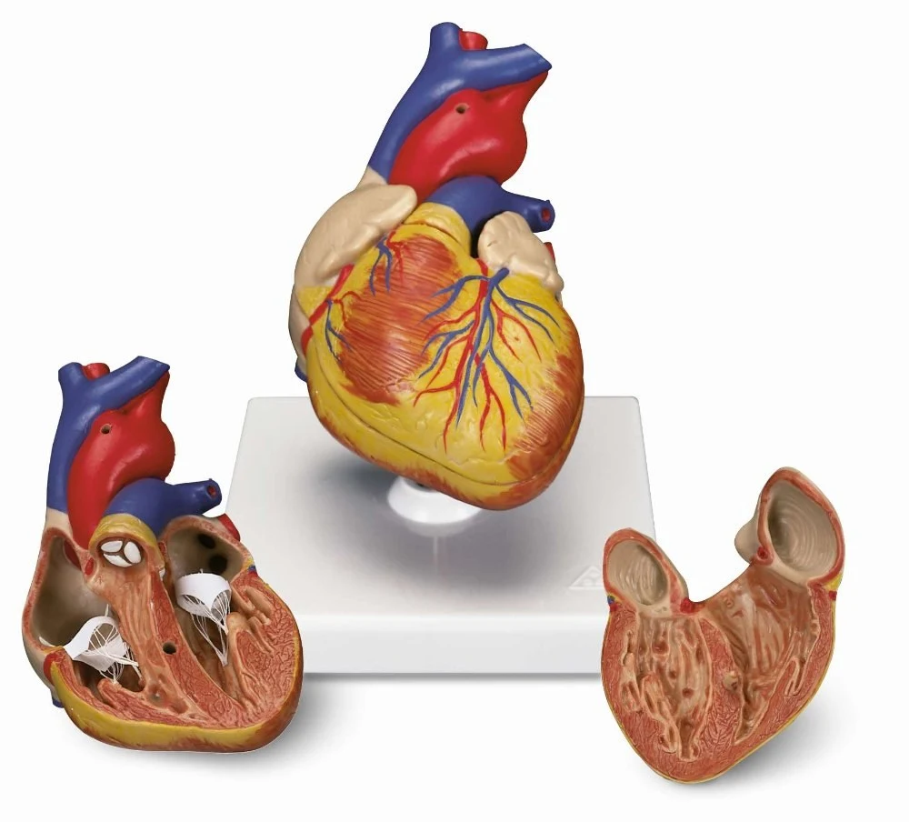 Heart