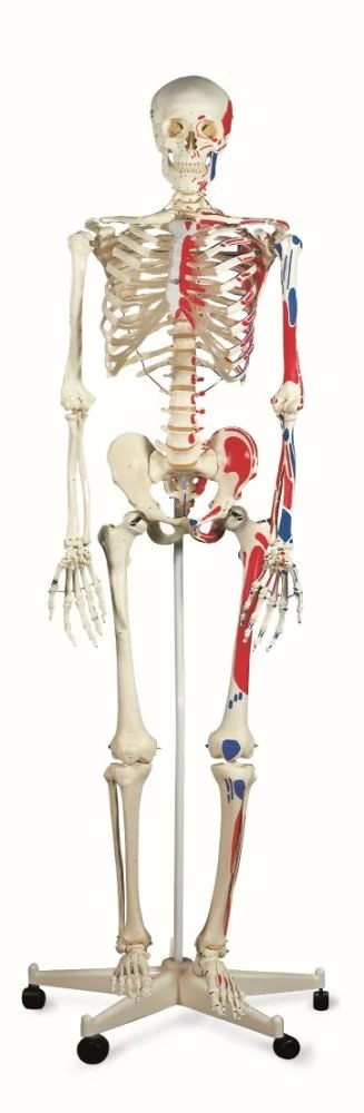 Classic human skeleton MAX on 5 feet roller stand, with muscular display