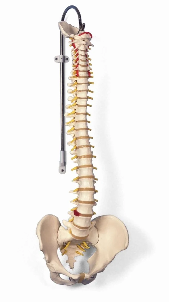 Classic spine model