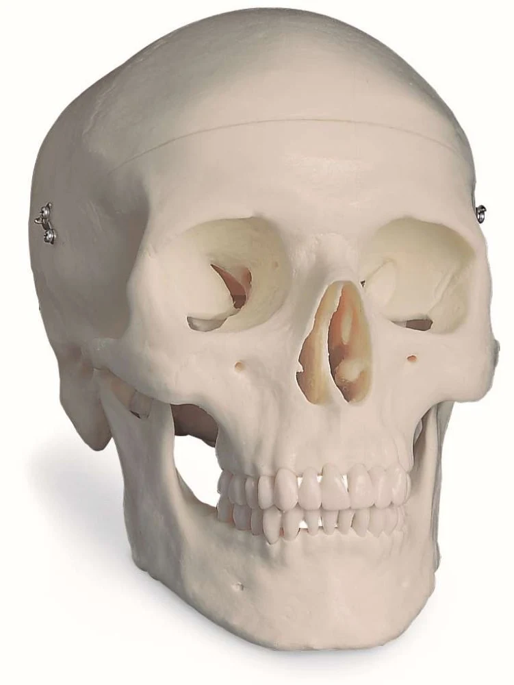 Classic Human Skull, 3-part