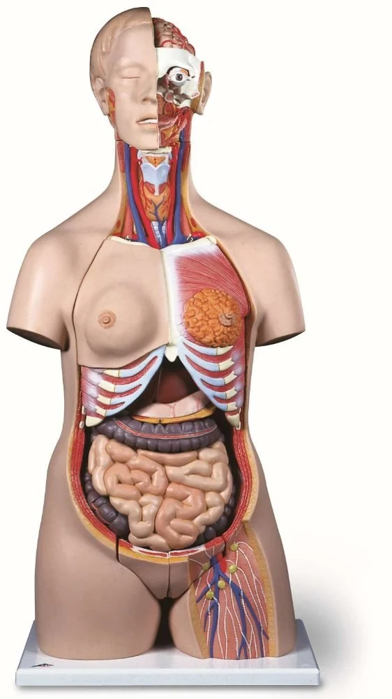 Deluxe Dual Sex Torso, deluxe torso