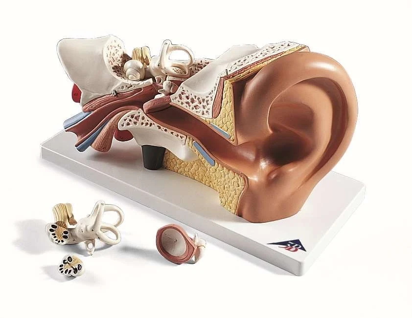 Ear, 4-part, 3 time full size