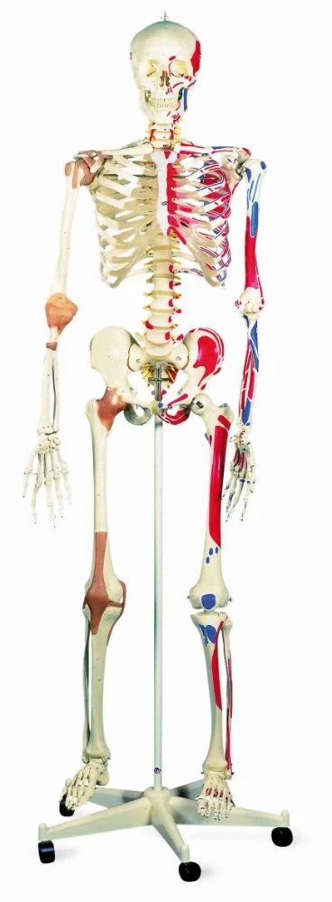 Deluxe skeleton SAM on 5 feet roller stand, with muscular display