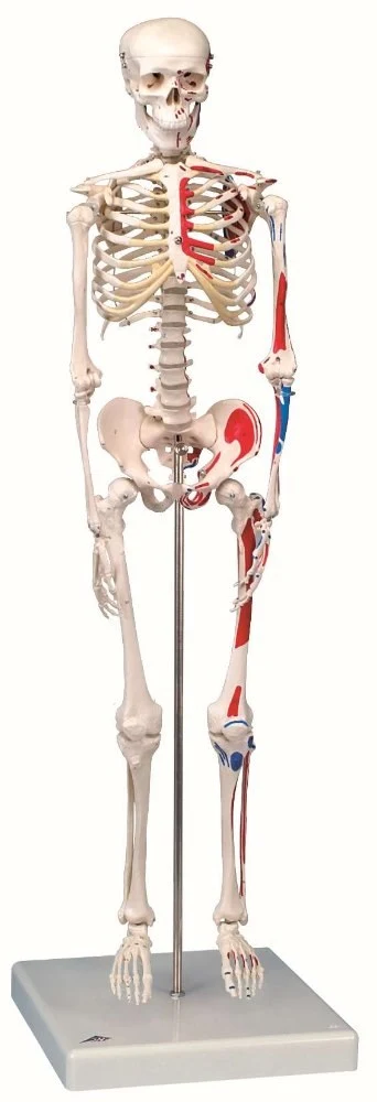 Mini Skeleton -Shorty- with painted muscles,pelvic mounted