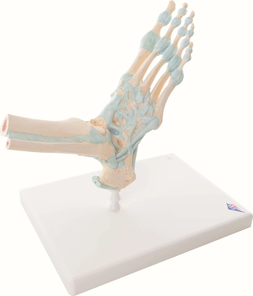 Foot Skeleton Model, with ligaments