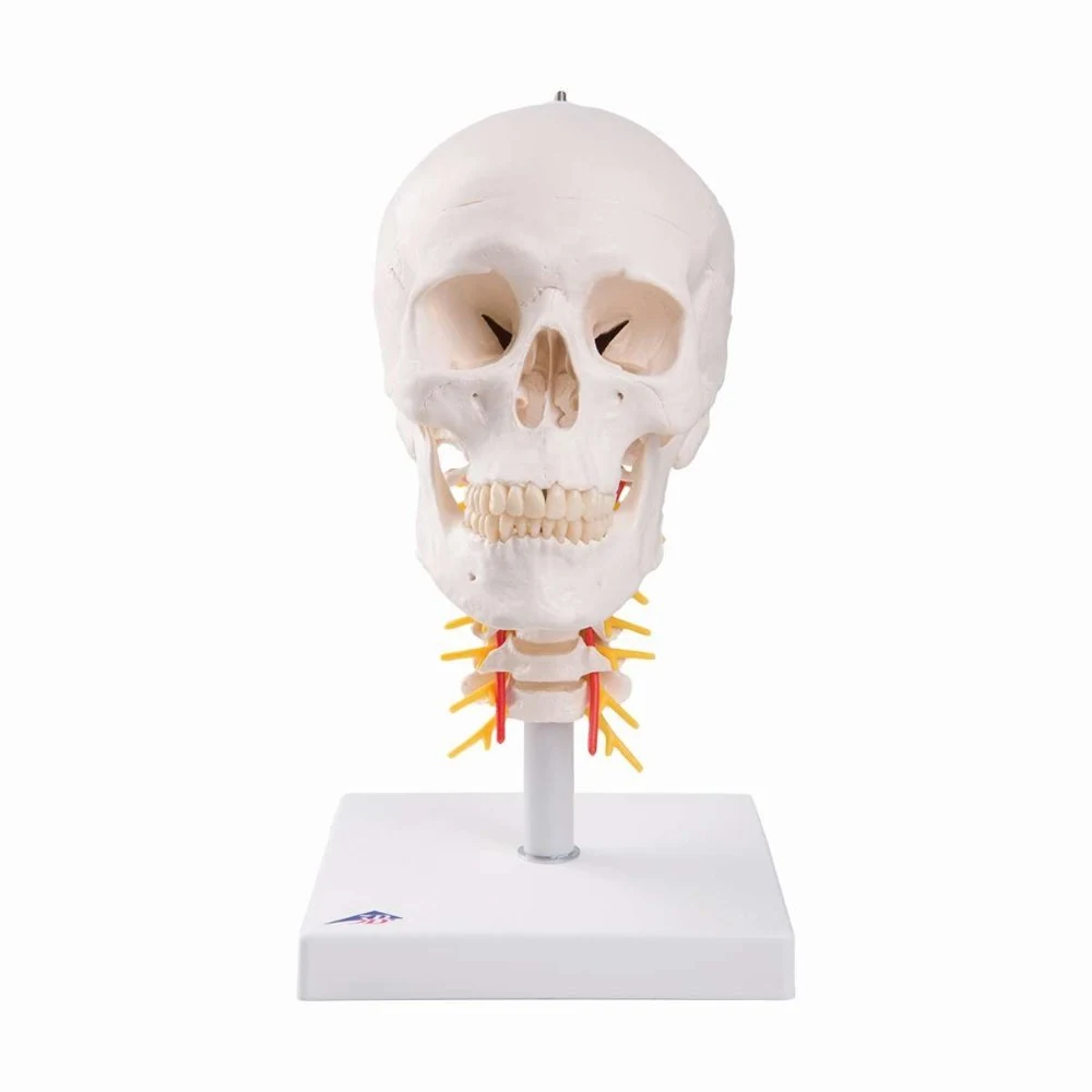 Human skull model on cervical spine, 4 part
